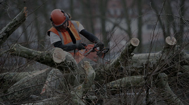 Springfield Tree Service